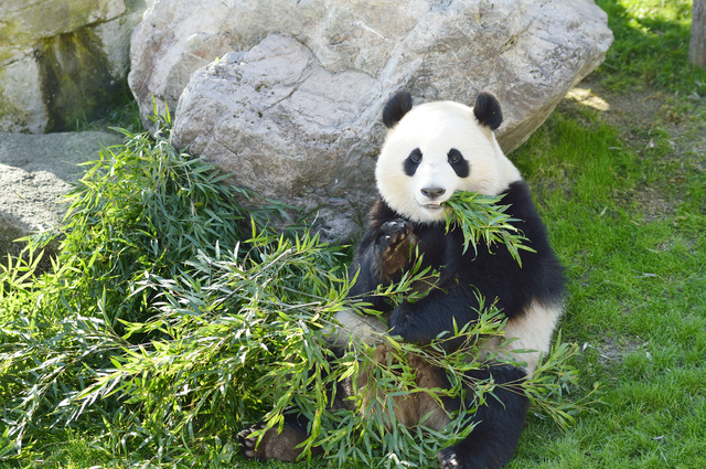 上野動物園の帰りに温泉を楽しもう