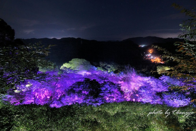 夏桜と夏もみじの呼応する森