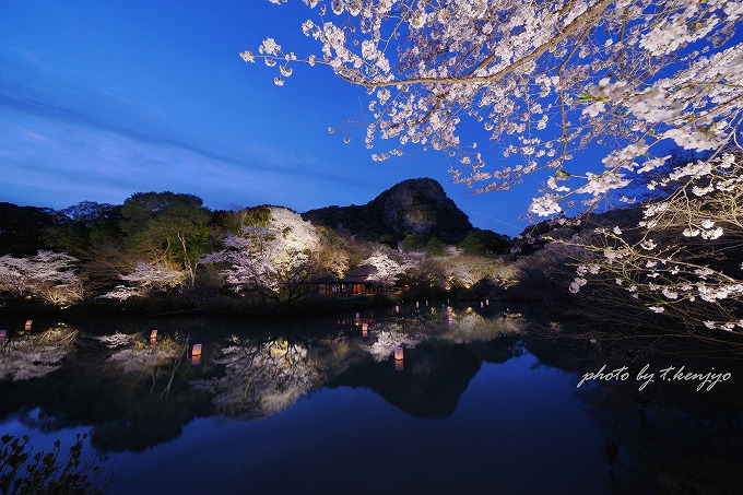 御船山楽園の桜ライトアップ