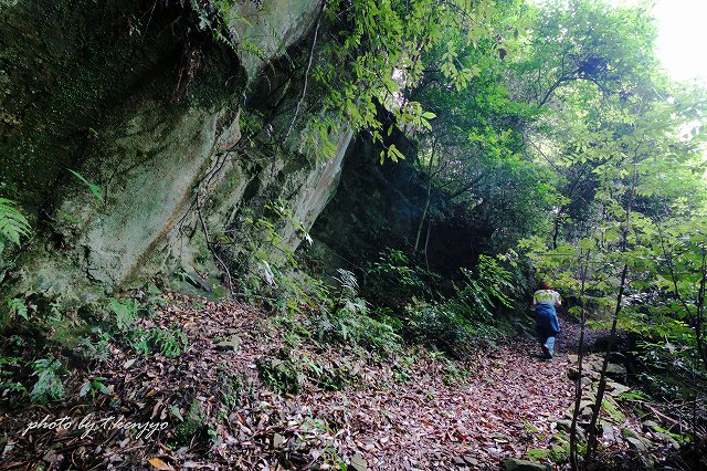 古えの巨神木へ続く発掘された道