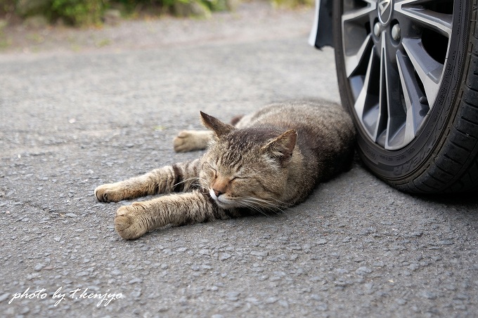 玄関前の猫