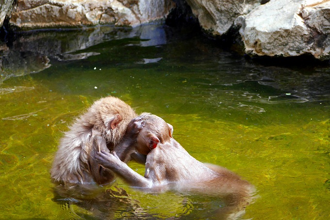 地獄谷野猿公園